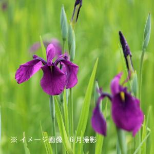 ノハナショウブ 10.5cmポット苗 湿地性多...の詳細画像2