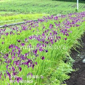 ノハナショウブ 10.5cmポット苗 湿地性多...の詳細画像4
