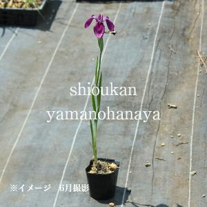 ノハナショウブ 10.5cmポット苗 湿地性多...の詳細画像5