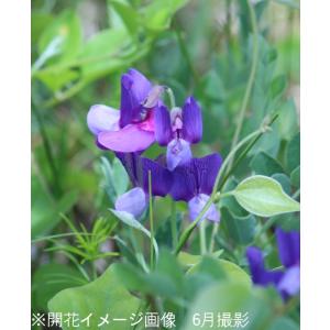 (100ポット)ハマエンドウ 9cmポット苗1...の詳細画像2