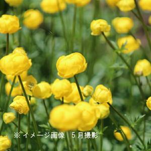 ハマヒルガオ 9cmポット苗 海岸の植物/耐寒性多年草/浜昼顔 : 紫桜館