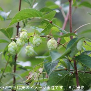 (2ポット)山のホップ　9cmポット苗2ポットセット　 山菜苗/耐寒性多年草/唐花草/※5/18葉が展開中