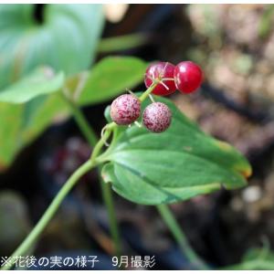 マイヅルソウ 9cmポット苗 山野草/耐寒性多...の詳細画像2