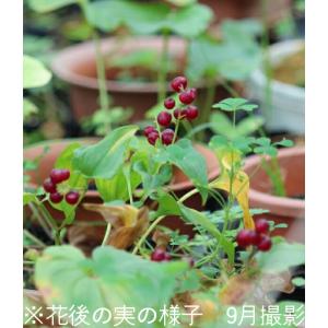 マイヅルソウ 9cmポット苗 山野草/耐寒性多...の詳細画像3