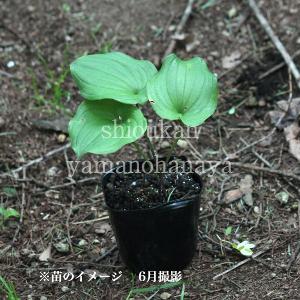 マイヅルソウ 9cmポット苗 山野草/耐寒性多...の詳細画像5