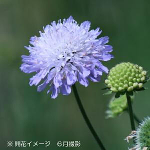 (100ポット)クナウティア アルベンシス　9cmポット苗100ポットセット　 西洋松虫草/スカビオサ/※5/14つぼみ〜開花中