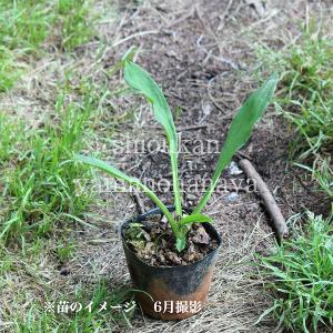 (20ポット)ミズバショウ 10.5cmポット...の詳細画像1