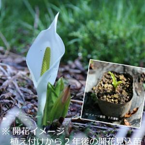 (100ポット)ミズバショウ　9cmポット苗100ポットセット　 植付け2年後以降開花見込み苗/水芭蕉/※5/9葉に傷みあり