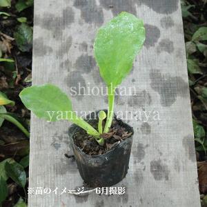 ミズバショウ 9cmポット仮植え苗100ポットセット 山野草 花 ガーデニング 100ポット