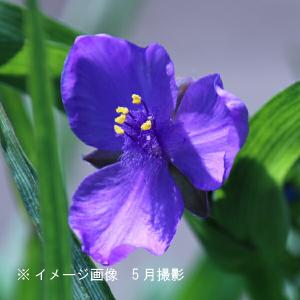 (2ポット)ムラサキツユクサ 紫花　10.5cmポット苗2ポットセット　 トラデスカンティア/※今季開花終了 8/21新葉が芽吹き始め