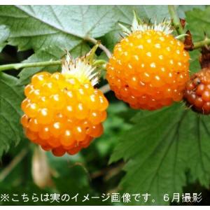 モミジイチゴ 9cmポット苗 樹高10〜30c...の詳細画像1