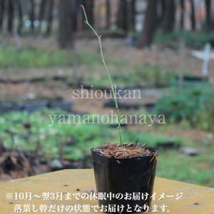 モミジイチゴ 9cmポット苗 樹高10〜30c...の詳細画像2