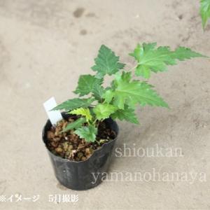モミジイチゴ 9cmポット苗 樹高10〜30c...の詳細画像3
