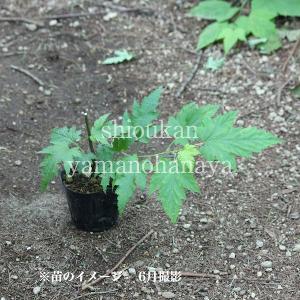 モミジイチゴ 9cmポット苗 樹高10〜30c...の詳細画像4