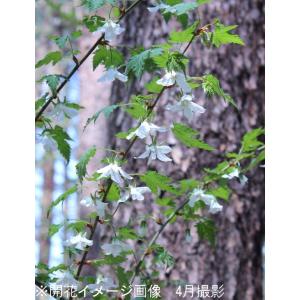 モミジイチゴ 9cmポット苗 樹高10〜30c...の詳細画像5