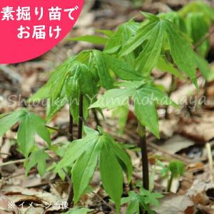 (5株)シドケ　素掘り苗5株　 山菜苗/モミジガサ/※入荷済み 日時指定は3月16日まで可能