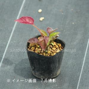 桃花二重咲きホタルブクロ 9cmポット苗 ダブ...の詳細画像4