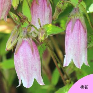 (100ポット)桃花ホタルブクロ　9cmポット苗100ポットセット　 山野草/カンパニュラ/※5/9葉が展開中