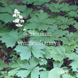 矢車草 苗 の商品一覧 花 ガーデニング 通販 Yahoo ショッピング