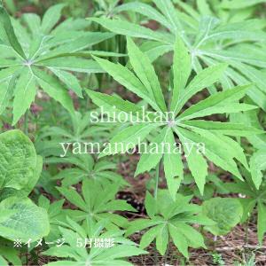 ウラシマソウ 10.5cmポット苗 山野草/浦島草/天南星/※5/23開花終わり