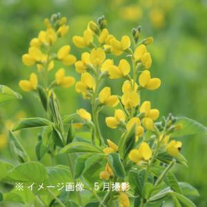 (1ポット)黄花センダイハギ　9cmポット苗  山野草/耐寒性多年草/※5/18葉が展開中｜紫桜館 山の花屋