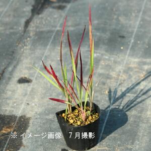 (100ポット)ベニチガヤ　9cmポット苗100ポットセット　 山野草/耐寒性多年草/紅茅/レッドバロン/※今季開花終了 6/13葉が展開中