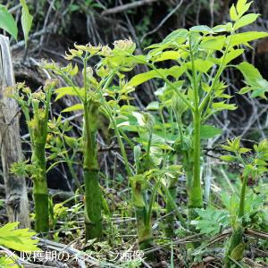 (1ポット)ヤマウド　10.5cmポット苗　山菜苗/耐寒性多年草/うど/山独活/※休眠株を植え付けてお届け