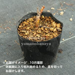 (100ポット)ヤマウド 10.5cmポット苗...の詳細画像2