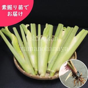 (5株)マコモタケ　素掘り苗5株　 山菜苗/真菰筍/ヒロハマコモ/※入荷済み｜shioukan-hanaya