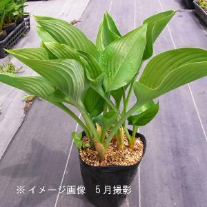 15ポット)ウルイ 15cmポット3〜5芽植え苗15ポットセット 山菜苗/オオバ