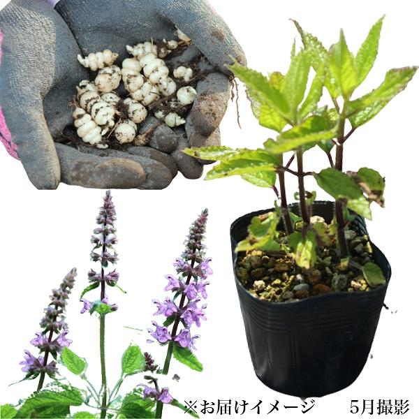 (2ポット)岩手県産チョロギ　9cmポット仮植え苗2ポットセット　長老喜/山菜苗/※5/18葉が展開...