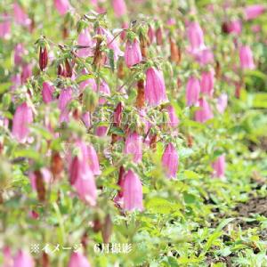 (100ポット)濃桃花ホタルブクロ‘アケボノ’...の詳細画像2