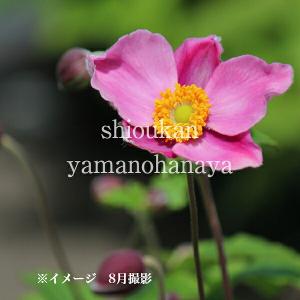 銅葉（赤葉）オオハマボウ（ユウナ） 苗 苗木 : 日本花卉ガーデン