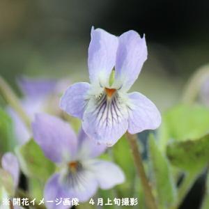 スミレ 苗の商品一覧 通販 Yahoo ショッピング