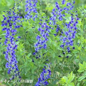 フタバアオイ 9cmポット苗 山野草/耐寒性多年草/二葉葵/カンアオイ/再