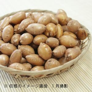 (100g)岩手県産アピオス 種芋100g(目...の詳細画像2