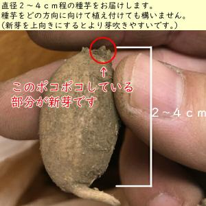 (100個)岩手県産アピオス 種芋100個 ほ...の詳細画像3