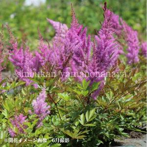 ハマヒルガオ 9cmポット苗 海岸の植物/耐寒性多年草/浜昼顔 : 紫桜館