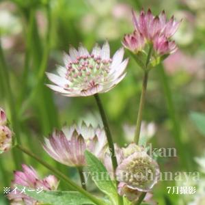 アストランチア M．'ローマ'の苗 : 植物・園芸専門店 花育通販Yahoo