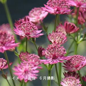 アストランチア M．'ローマ'の苗 : 植物・園芸専門店 花育通販Yahoo