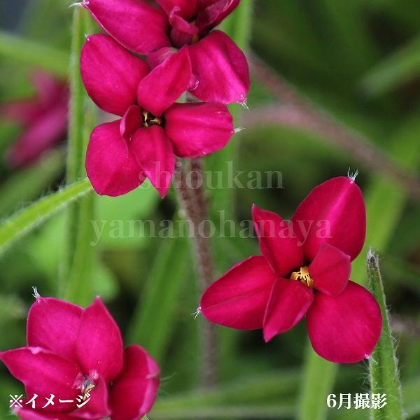 (5ポット)アッツザクラ　ルビーの輝き　7.5cmポット苗5ポットセット　 宿根草/耐寒性多年草/※...