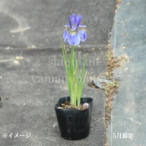 (100ポット)ノアヤメ 10.5cmポット苗...の詳細画像2