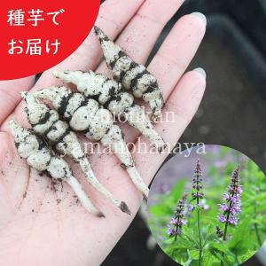 野菜・種/苗 食用球根 チョロギ・草石蚕・甘露 種・生もの種 8球 (旬の