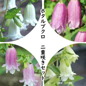 紫桜館 山の花屋 ホタルブクロセット販売 ホタルブクロ特集 Yahoo ショッピング