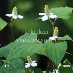 (100ポット)ドクダミ　9cmポット苗100ポットセット　 山菜苗/耐寒性多年草/薬草苗/※5/9芽吹き始め
