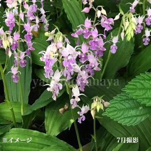 日本花キ流通 多肉植物 caアエオニウム ハロウィン錦 アエオニウム 7.5