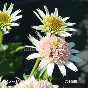 有用植物苗 エキナセア (品種見計らい・名称付) 2株/ 家庭菜園 家庭