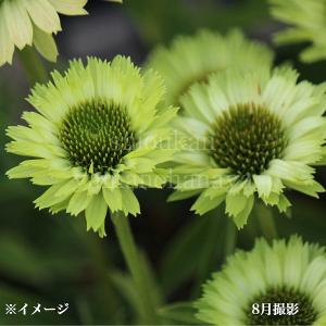 宿根草】エキナセア「オレンジ・スキッパー」 5号(15cm)ポット植え