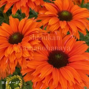 エキナセア サンシーカーズ ミネオラ　9〜10.5cmポット苗　 宿根草/耐寒性多年草/新商品/※8/22つぼみ〜開花中