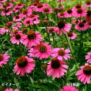 エキナセア「ライムウィズオレンジ」 3.5〜4寸ポット苗 : 岩崎園芸